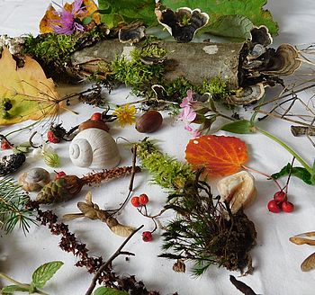 verschiedene Materialien aus der Natur sind auf einem Tuch ausgebreitet: Schneckenhaus, Äste, Bllätter, Blumen, Moos, Flechten